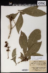 Bennettiodendron brevipes image