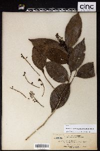 Image of Homalium caryophyllaceum