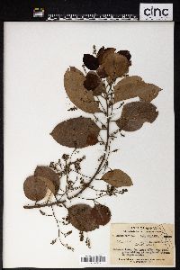 Homalium cochinchinensis image