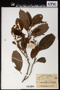 Homalium cochinchinensis image