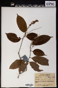 Image of Homalium cochinchinensis