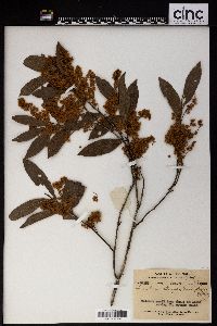 Homalium stenophyllum image