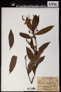 Homalium stenophyllum image