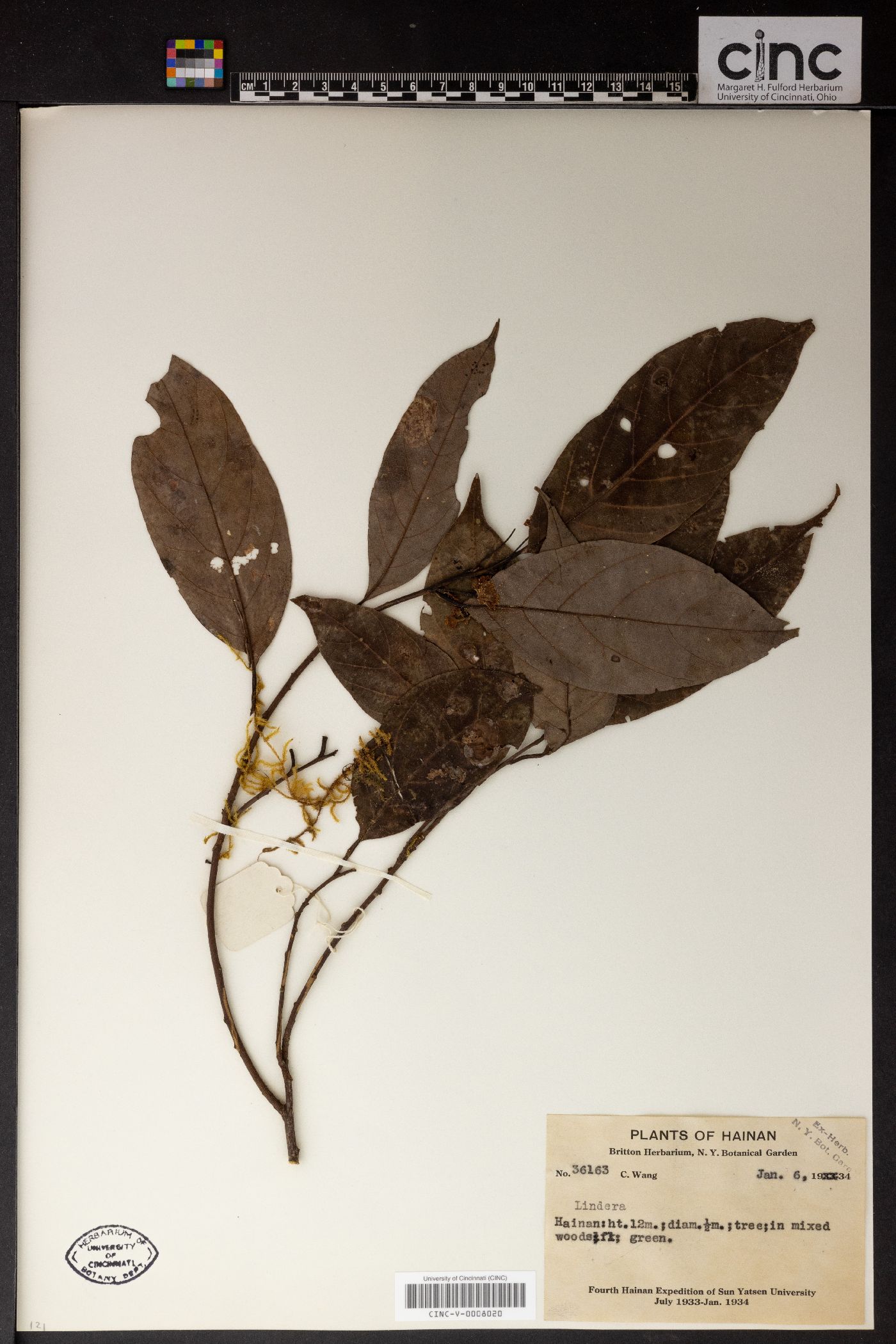 Lindera metcalfiana image