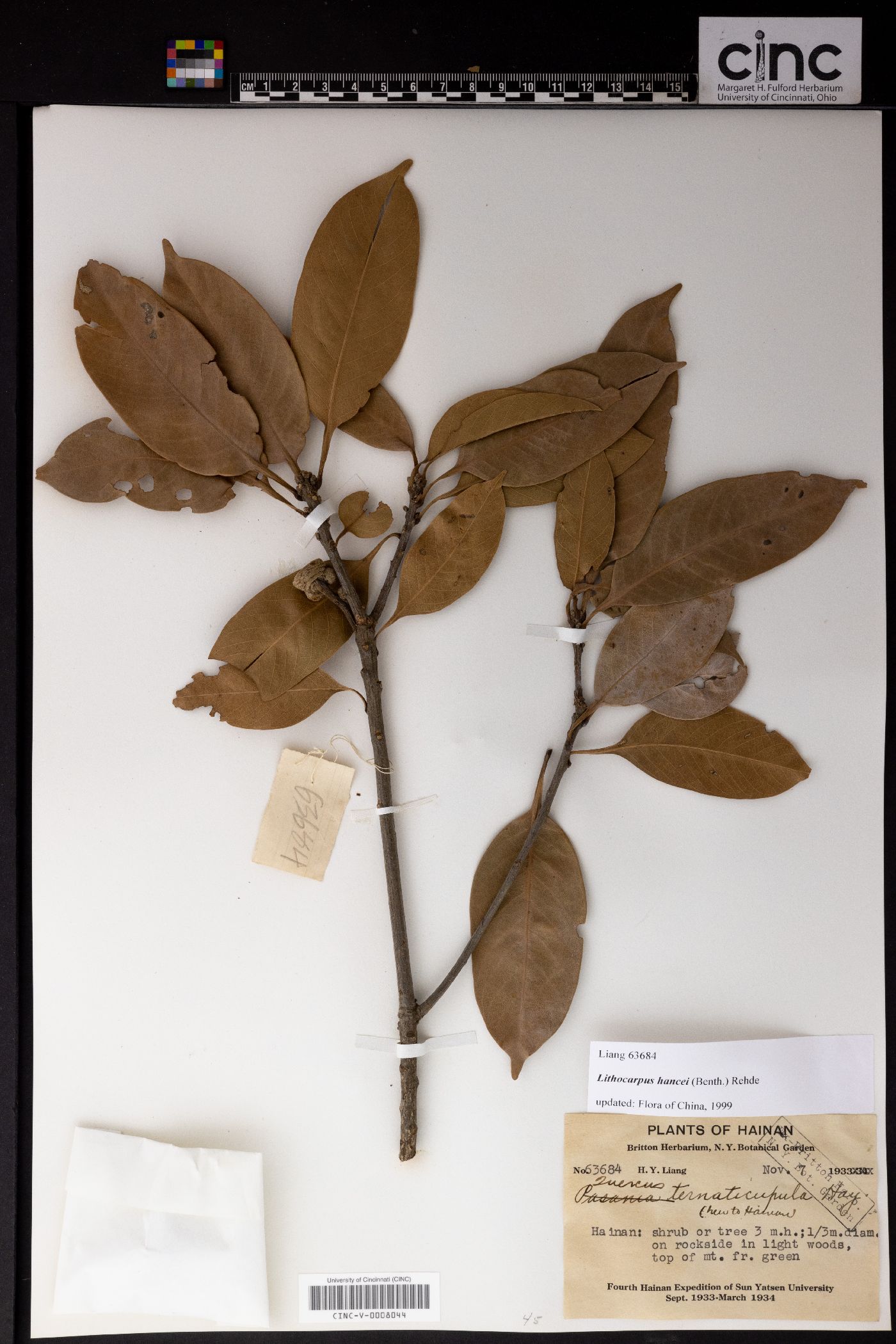 Lithocarpus hancei image