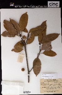 Lithocarpus hancei image