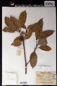 Lithocarpus hancei image