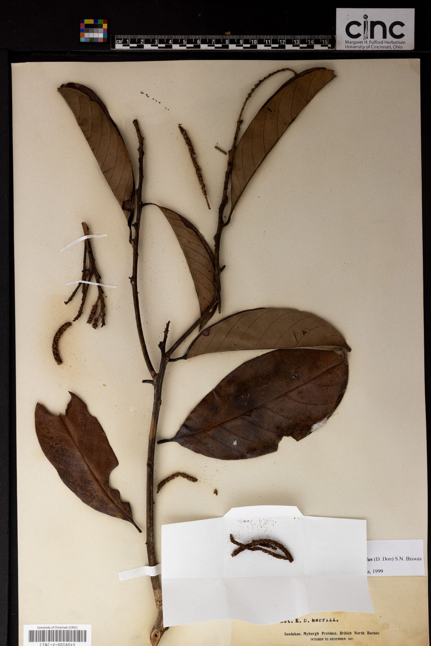Lithocarpus elegans image