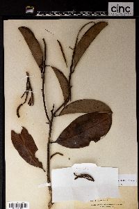 Lithocarpus elegans image