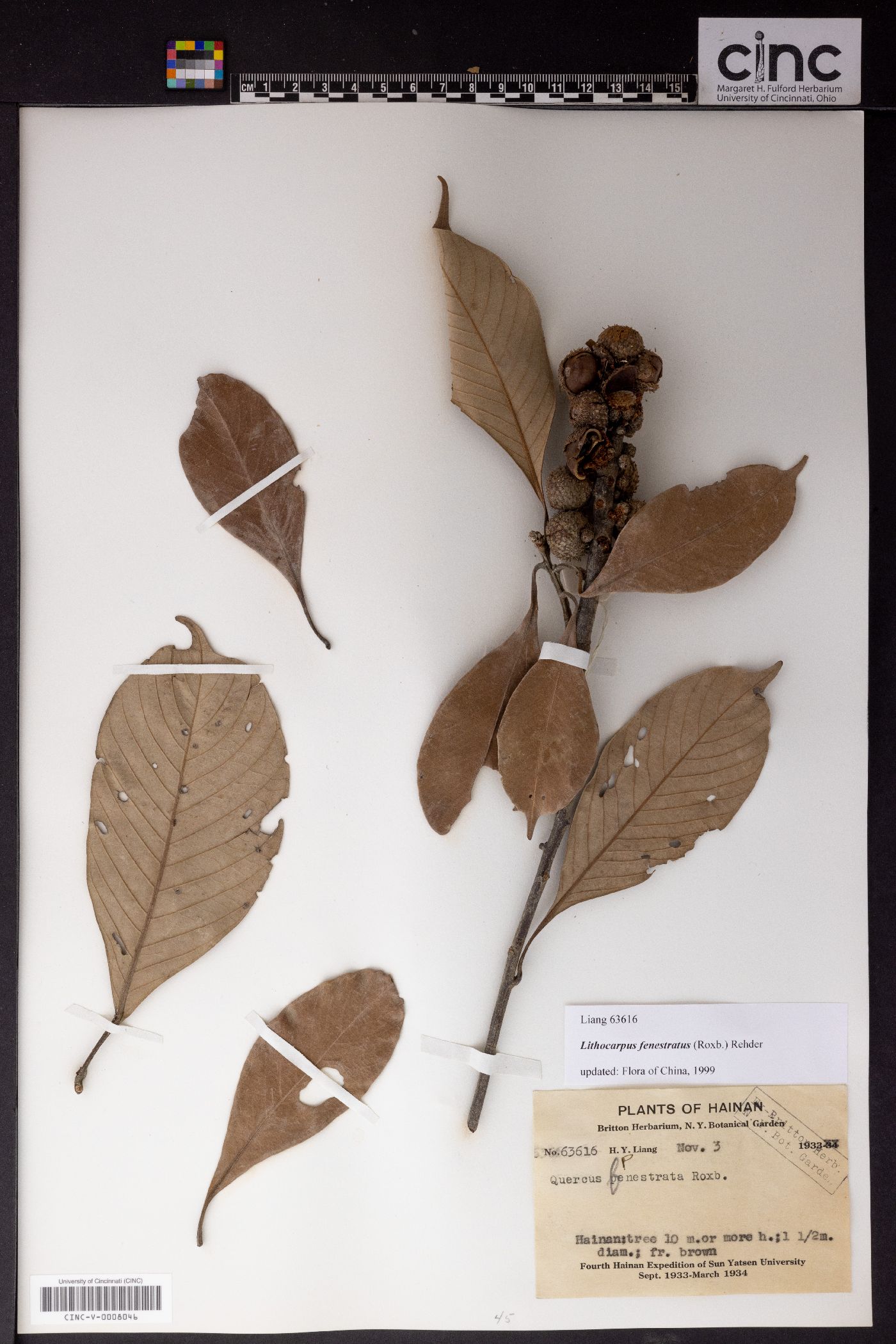Lithocarpus fenestratus image