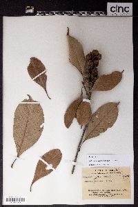 Image of Lithocarpus fenestratus