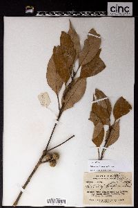Image of Lithocarpus fenzelianus
