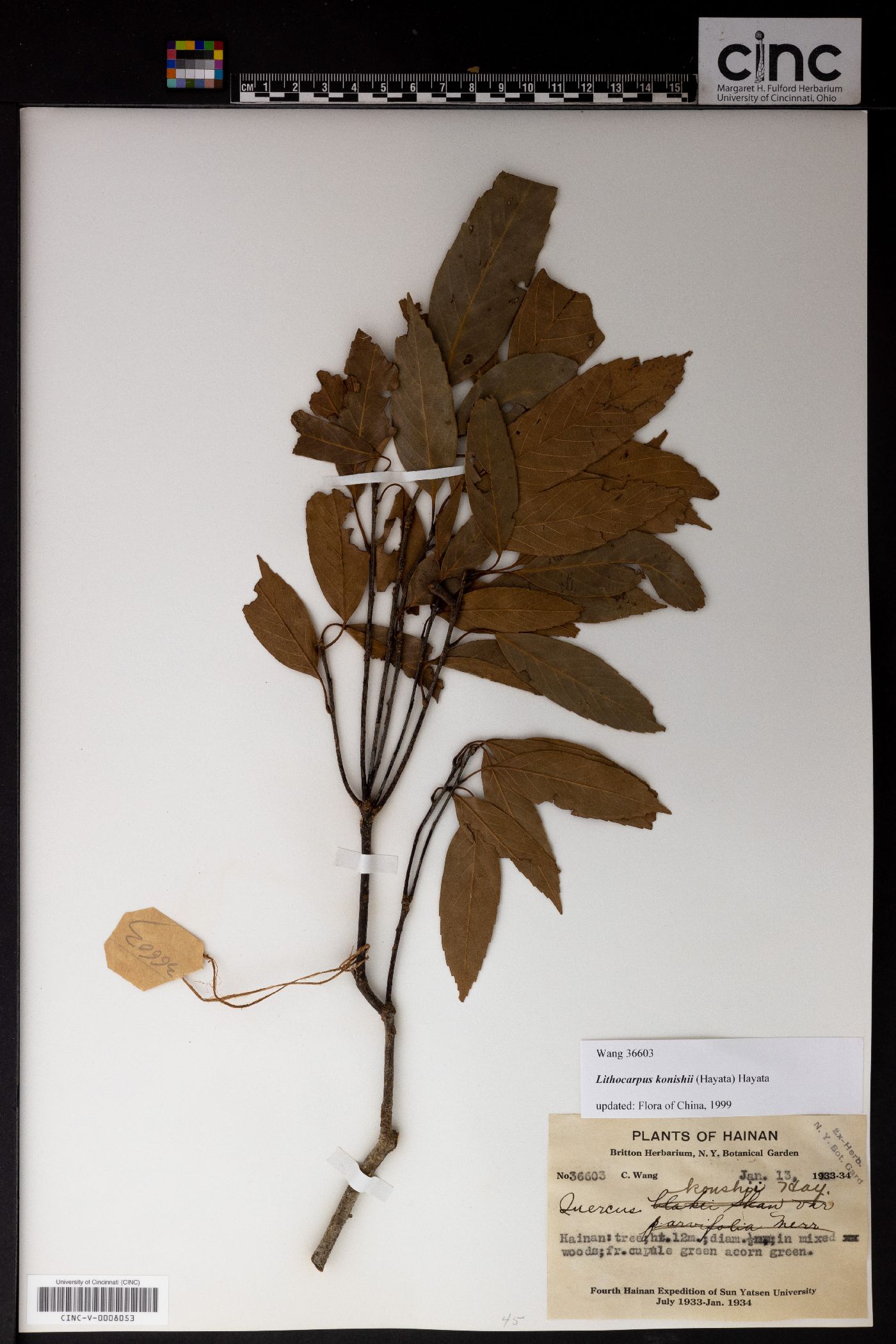Lithocarpus konishii image