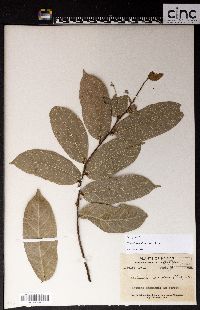 Malaisia scandens subsp. scandens image