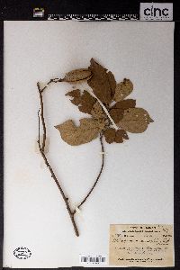 Pterospermum lanceifolium image
