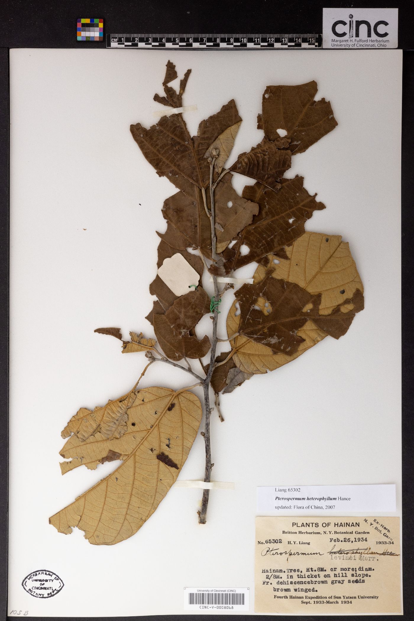 Pterospermum heterophyllum image