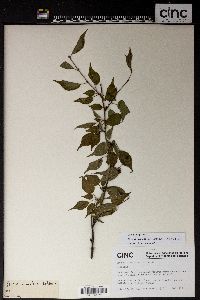 Prunus clarofolia image