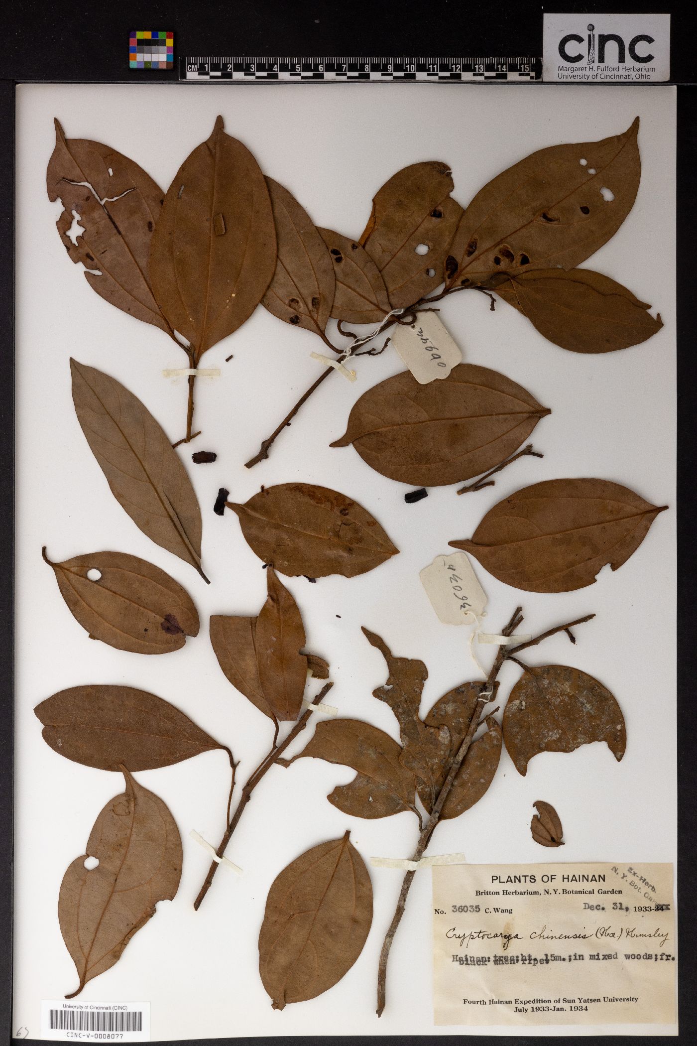 Cryptocarya chinensis image
