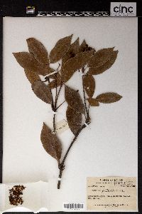 Image of Photinia prunifolia