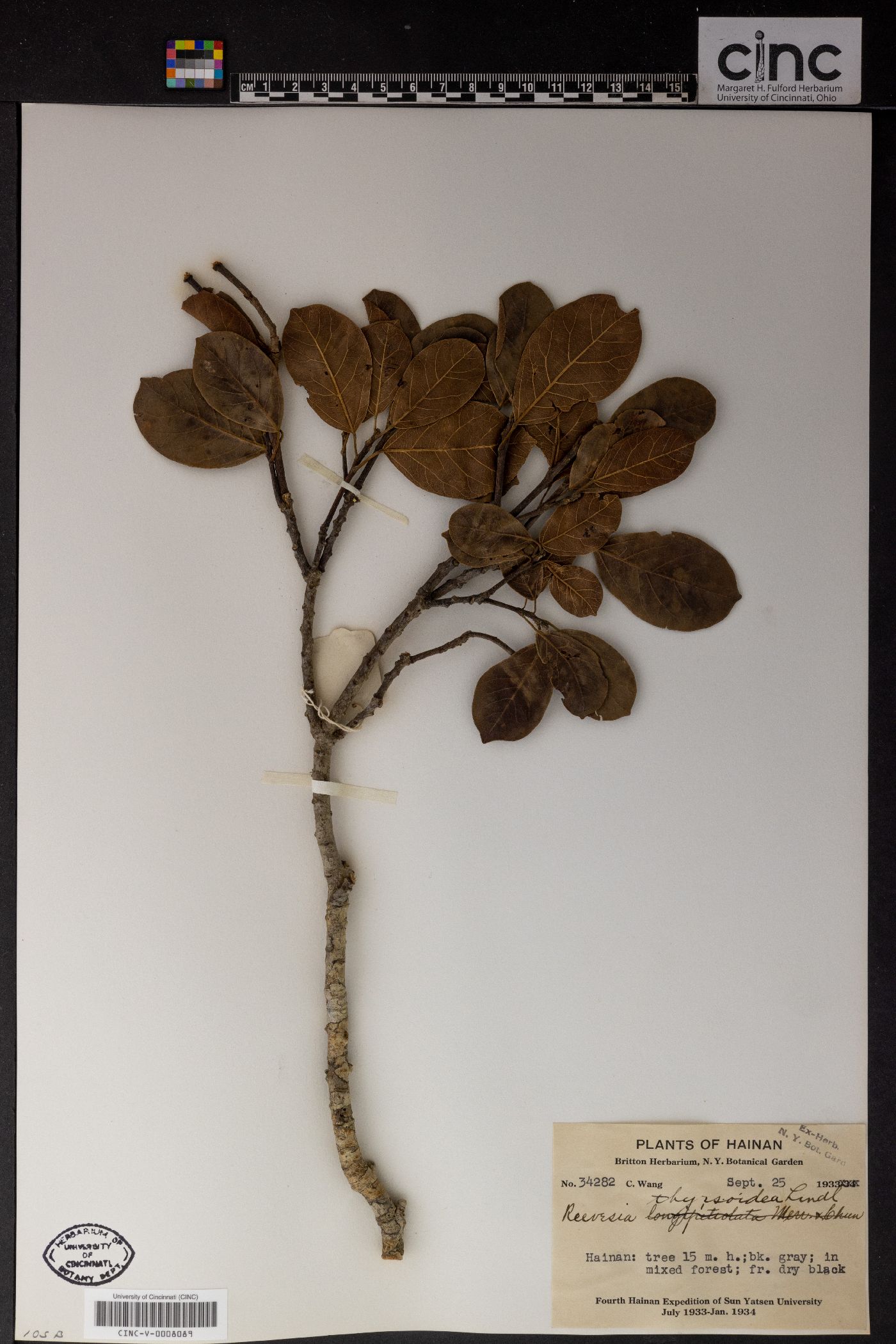 Reevesia thyrsoidea image