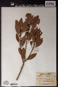 Image of Neolitsea obtusifolia
