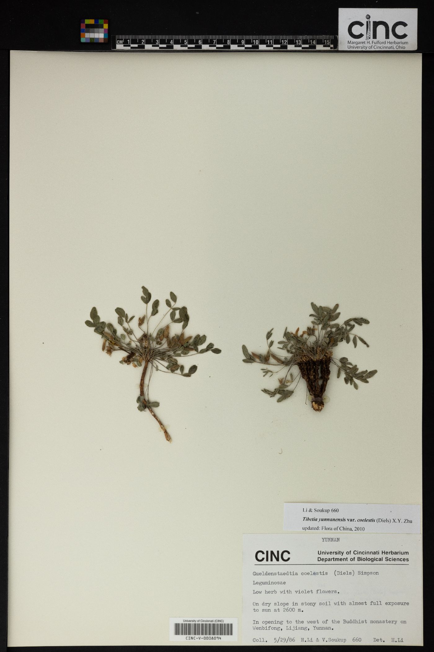 Tibetia yunnanensis image