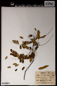 Dalbergia lanceolaria image