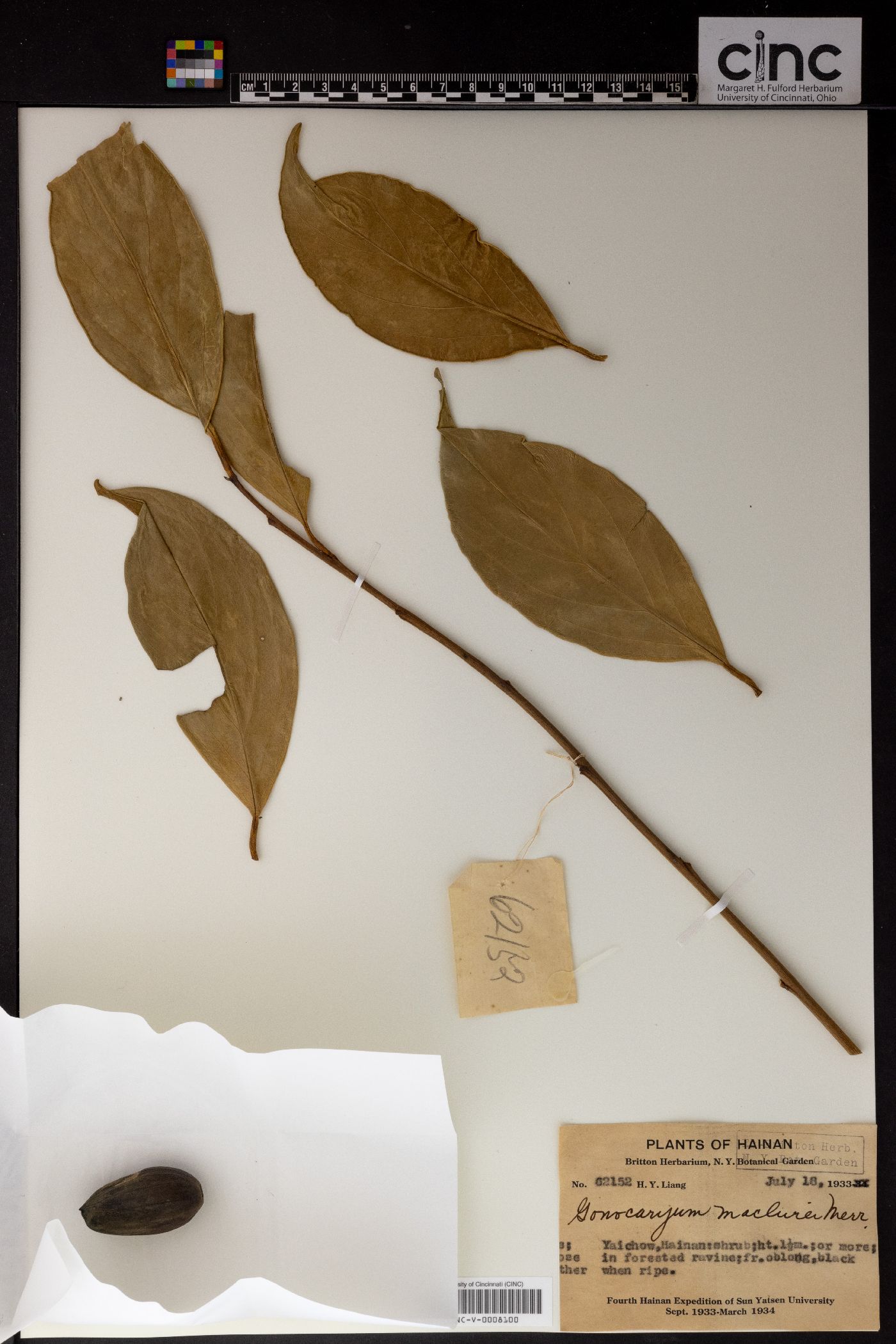 Gonocaryum lobbianum image