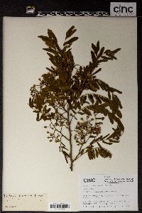 Dalbergia yunnanensis image