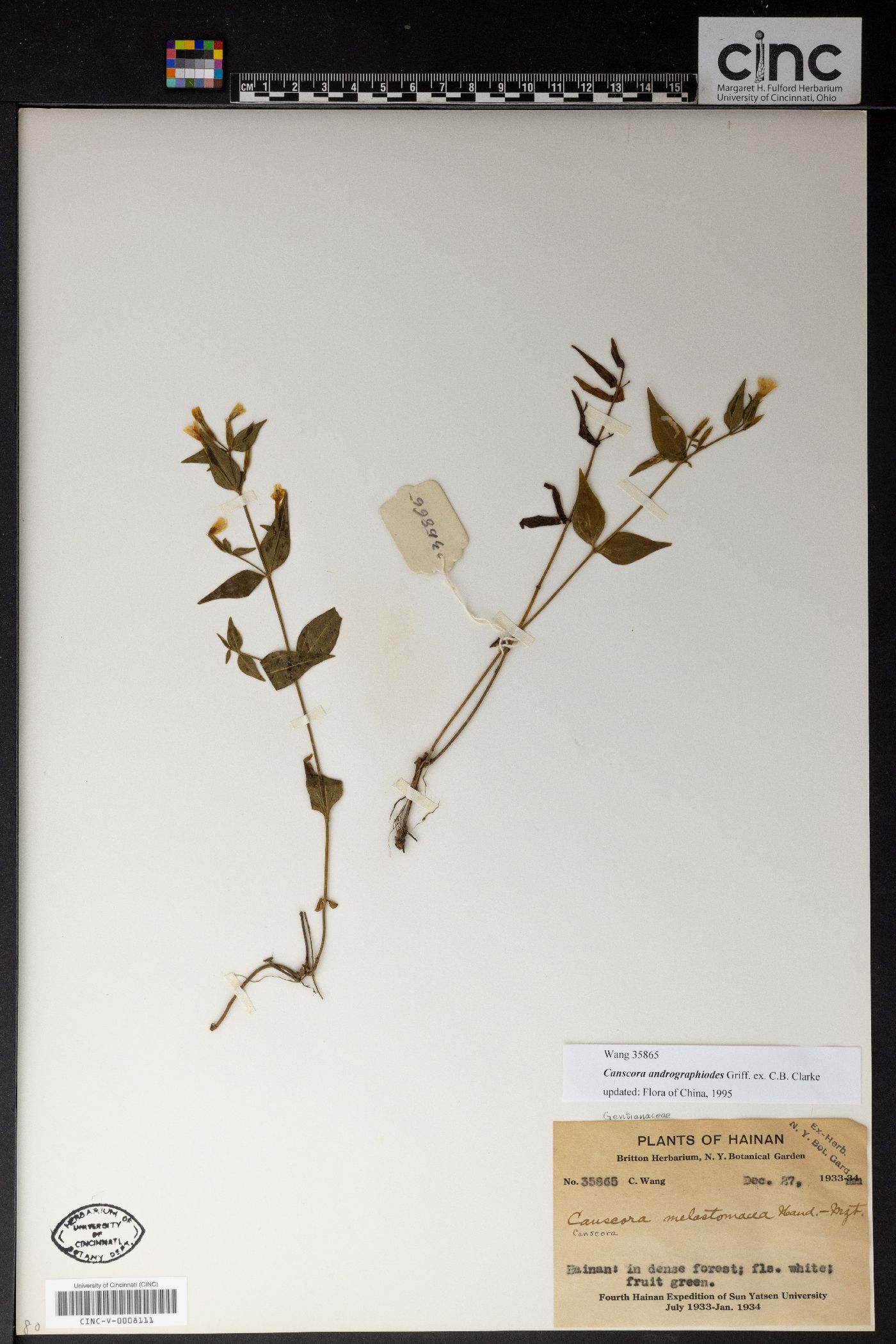 Canscora andrographioides image