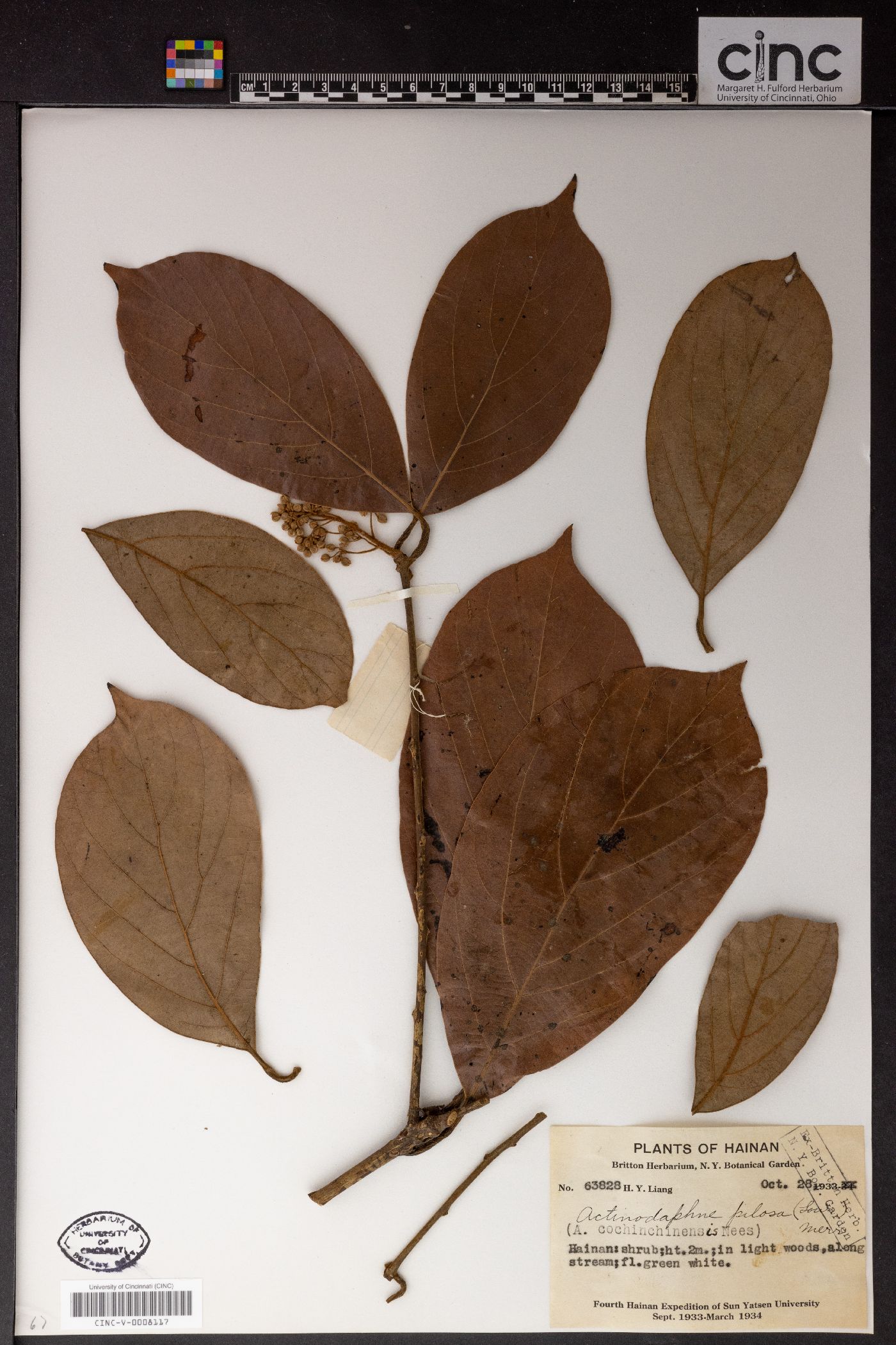 Actinodaphne pilosa image