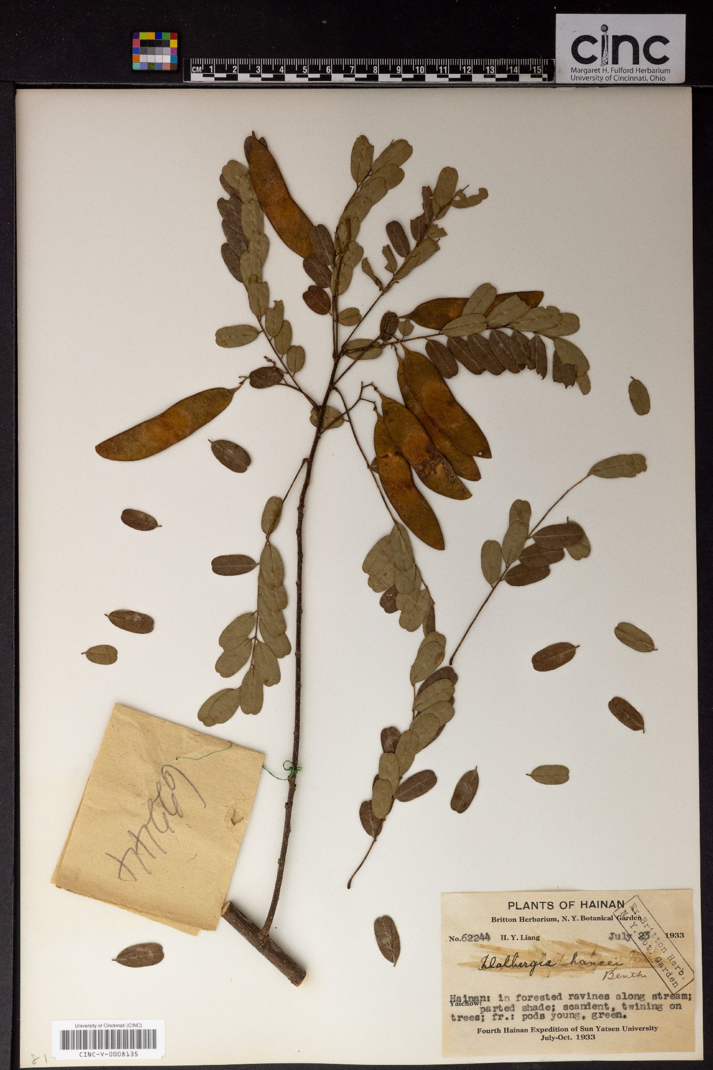 Dalbergia hancei image