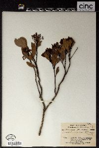 Machilus chinensis image