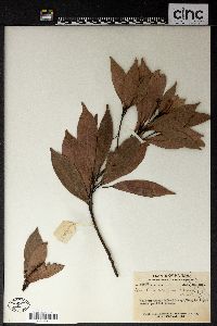 Machilus chinensis image