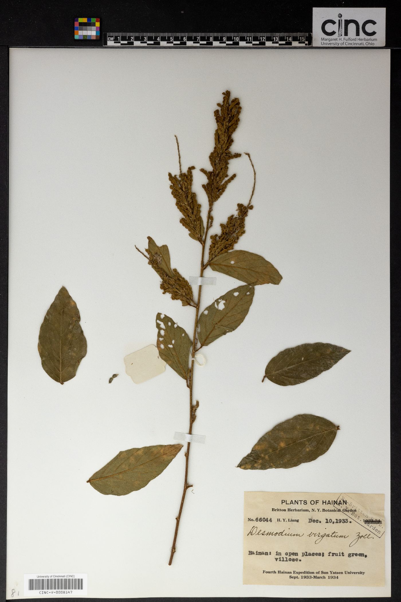 Desmodium virgatum image