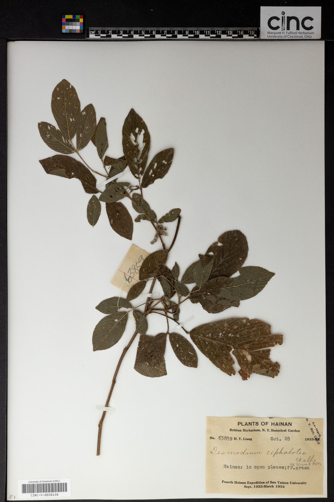 Dendrolobium triangulare subsp. triangulare image