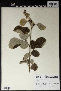 Desmodium elegans image