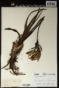 Image of Hemerocallis forrestii