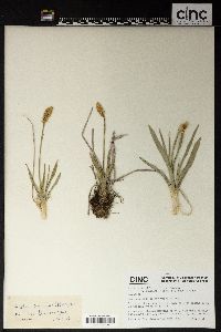 Aletris pauciflora image