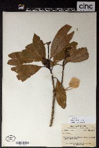 Machilus robusta image
