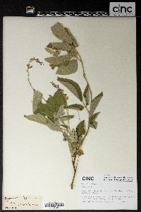 Desmodium elegans image