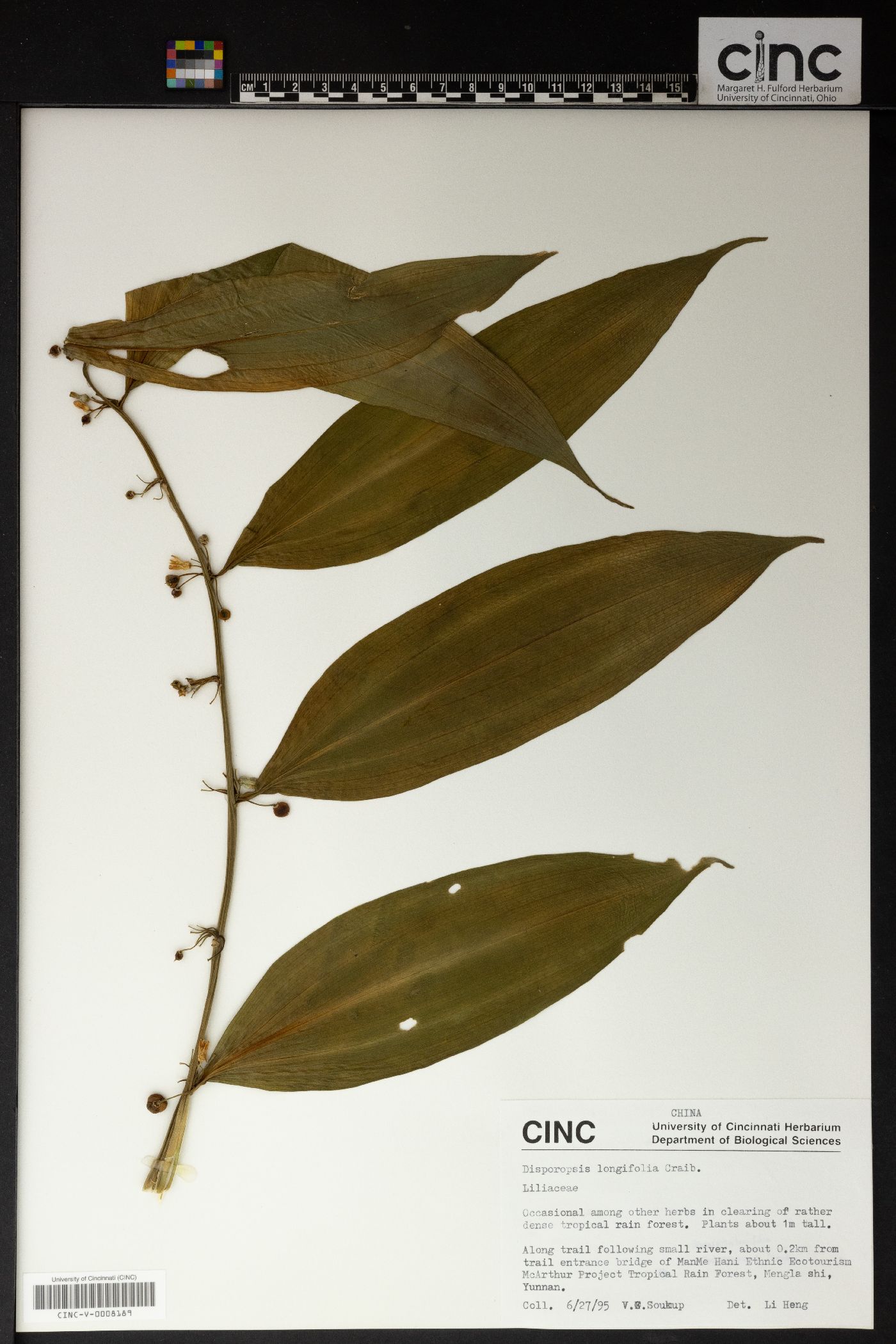 Disporopsis longifolia image