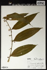 Image of Disporopsis longifolia