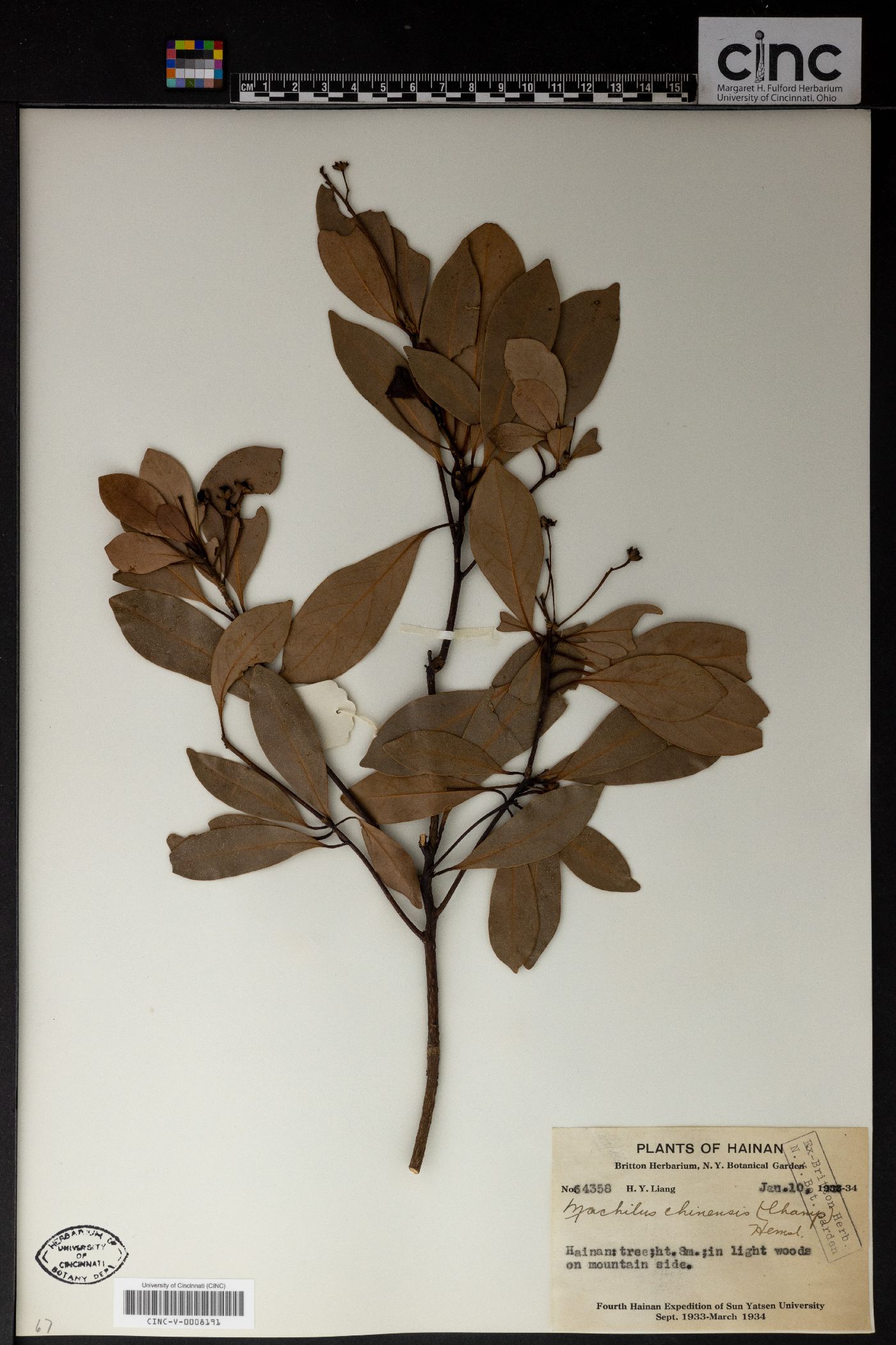 Machilus chinensis image