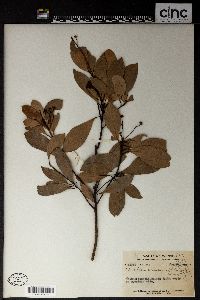 Machilus chinensis image