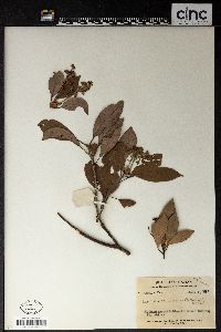 Machilus chinensis image