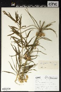 Image of Polygonatum kingianum