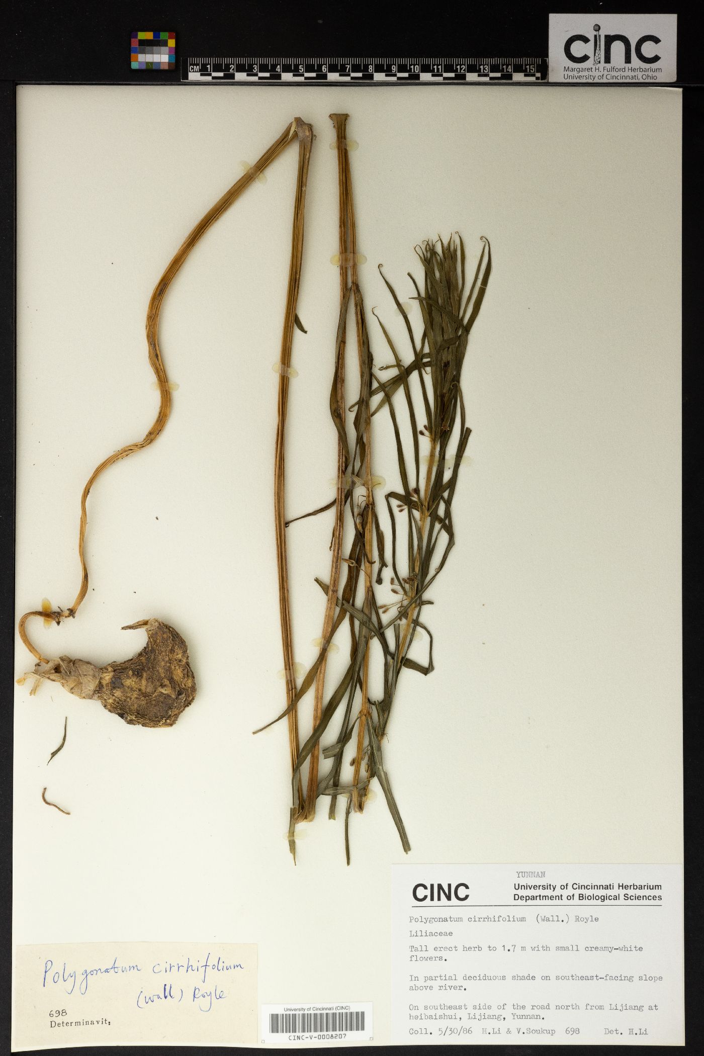 Polygonatum cirrhifolium image