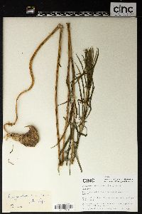 Polygonatum cirrhifolium image