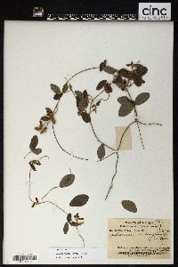 Cajanus scarabaeoides image